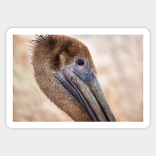 Brown Pelican Portrait Sticker